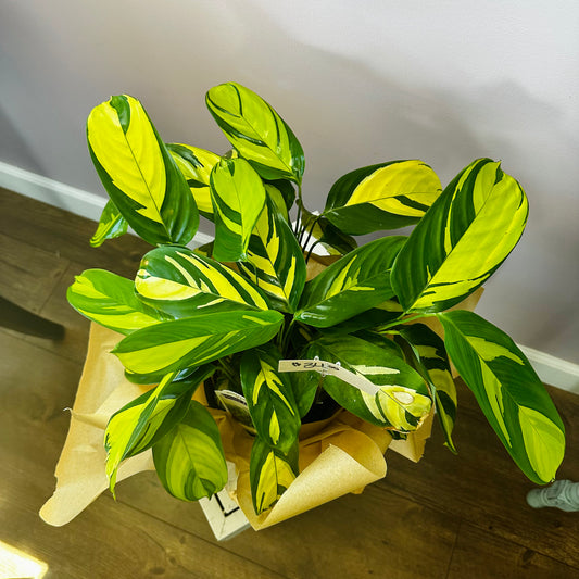 Calathea plant