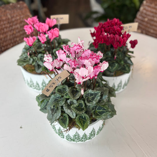 Blooming Cyclamen Planter