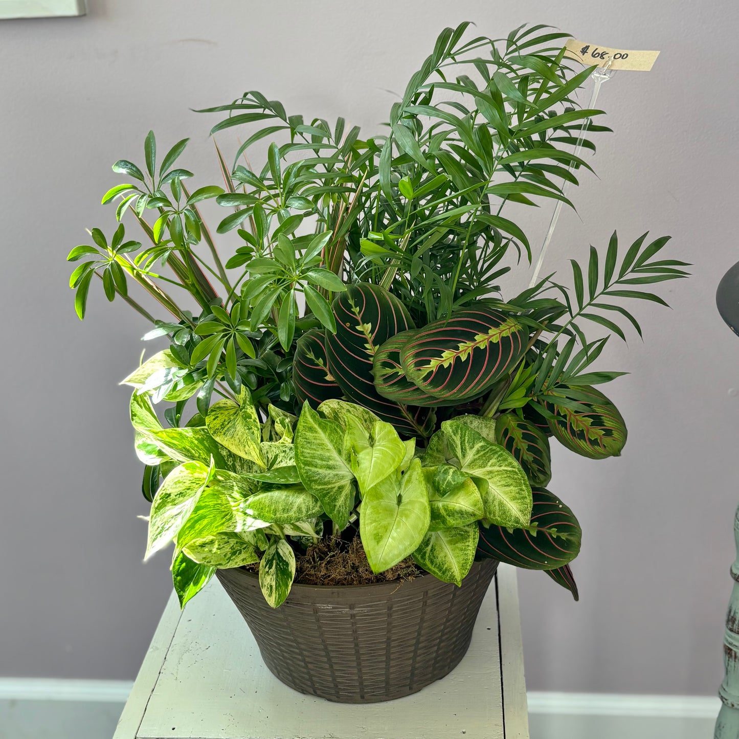Dish Garden