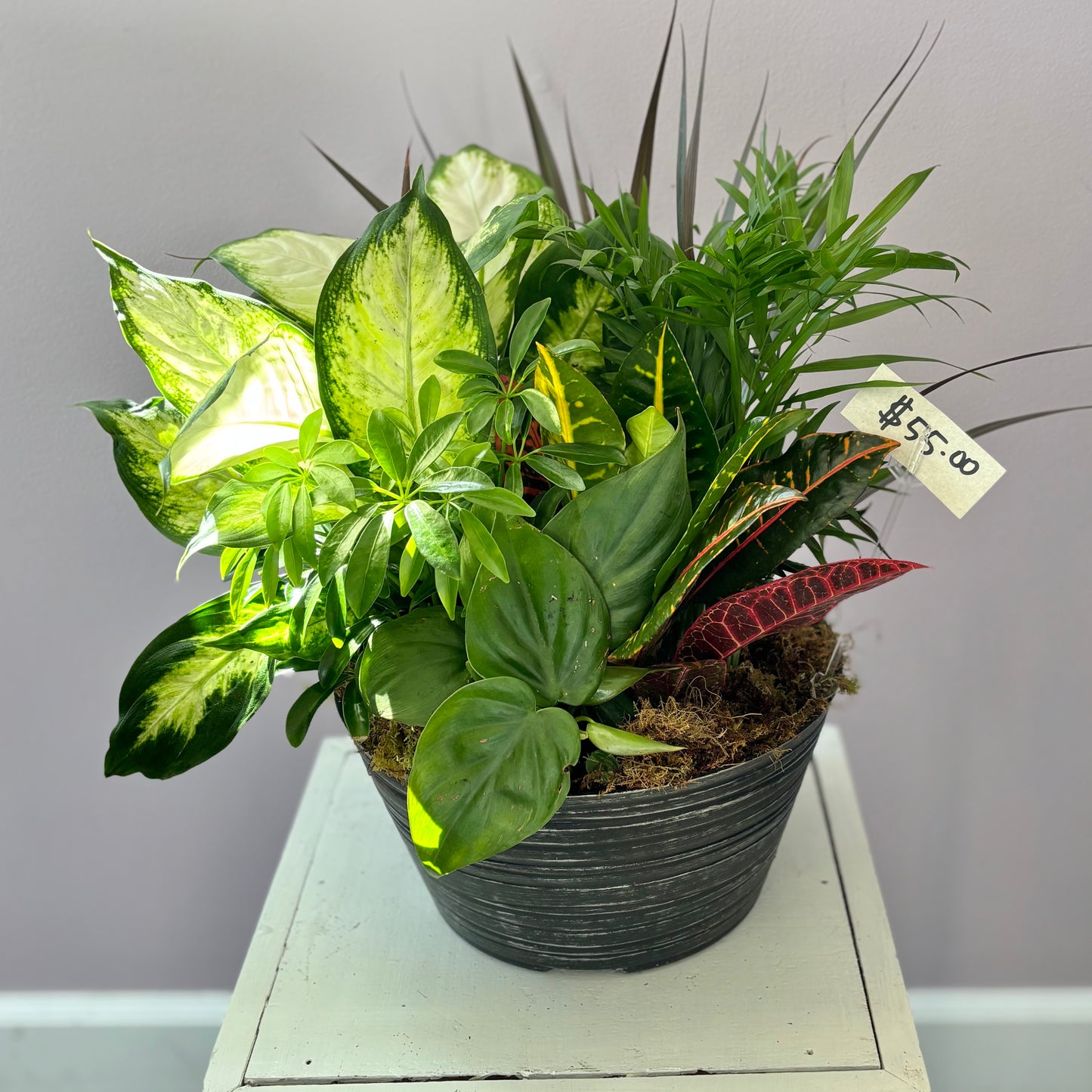 Dish Garden