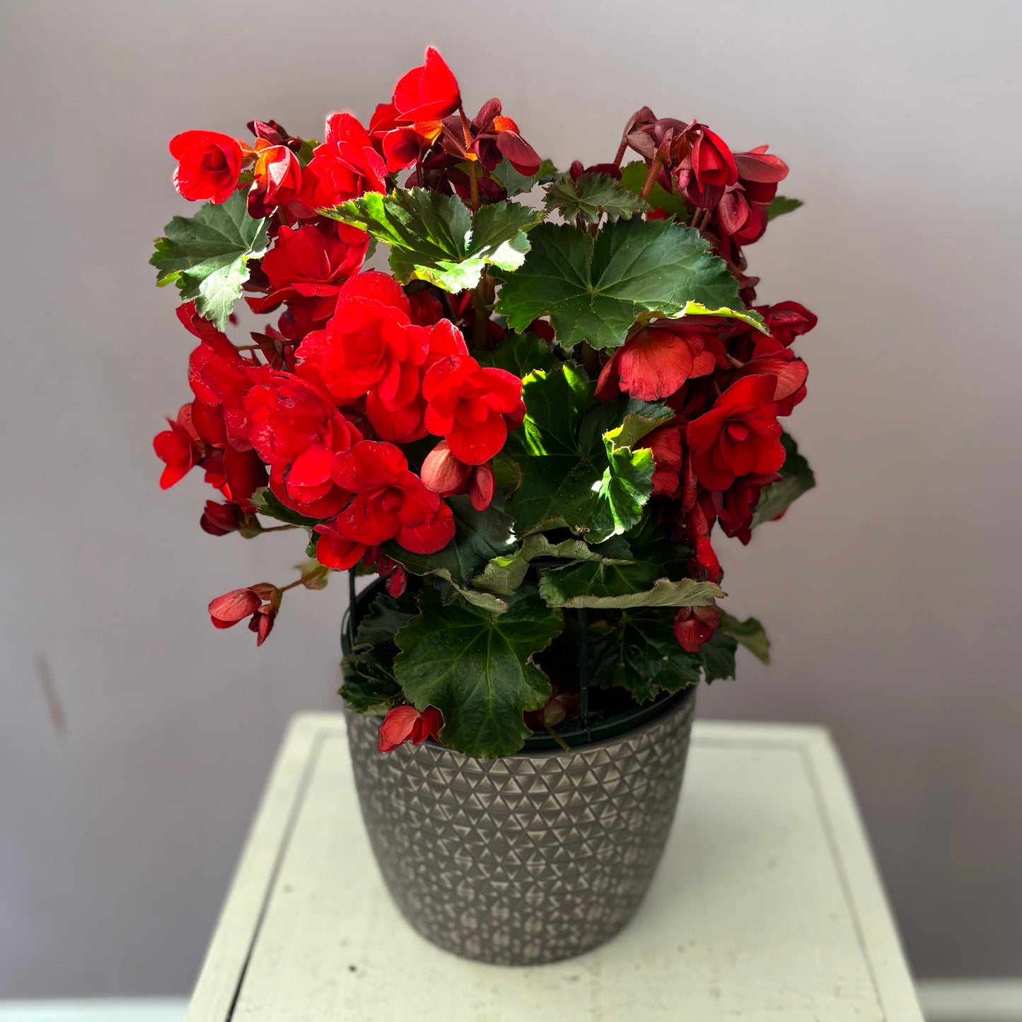 Bright Begonia