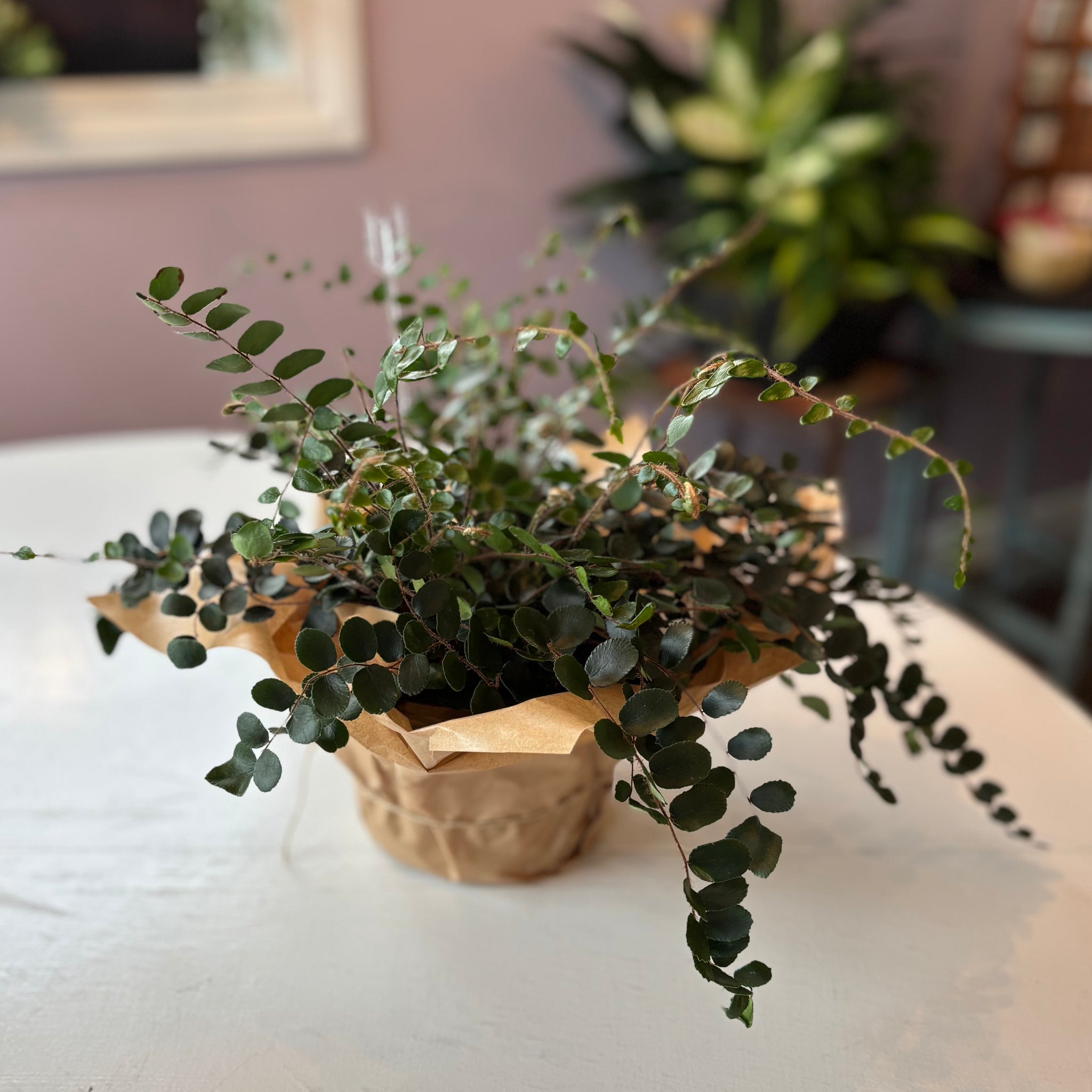 Button Fern plant