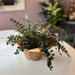 Button Fern plant