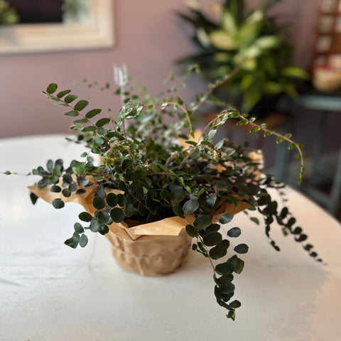 Button Fern plant