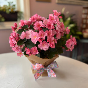 Bright Begonia