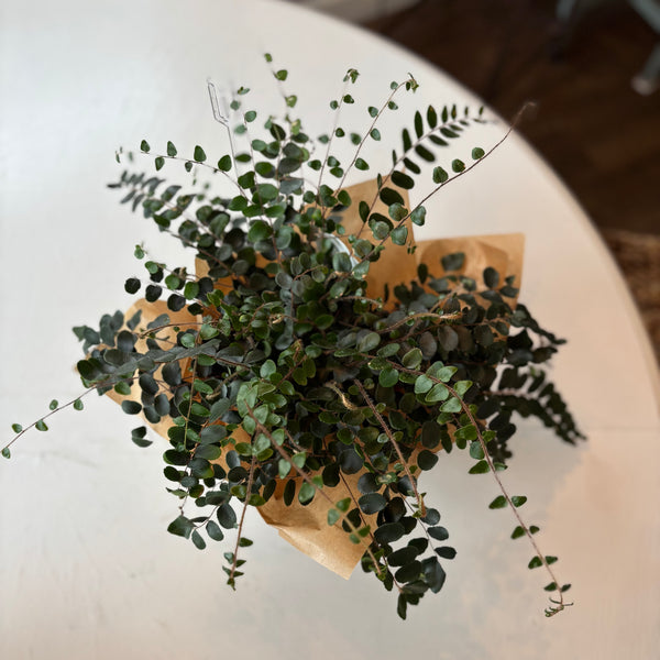 Button Fern plant