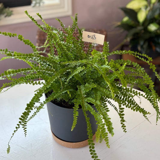 Lemon Button Fern plant