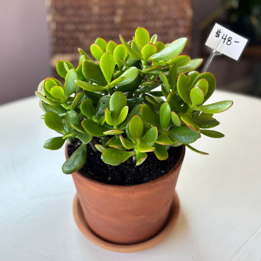 Jade plant