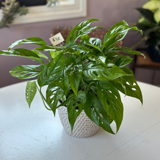 Monstera plant