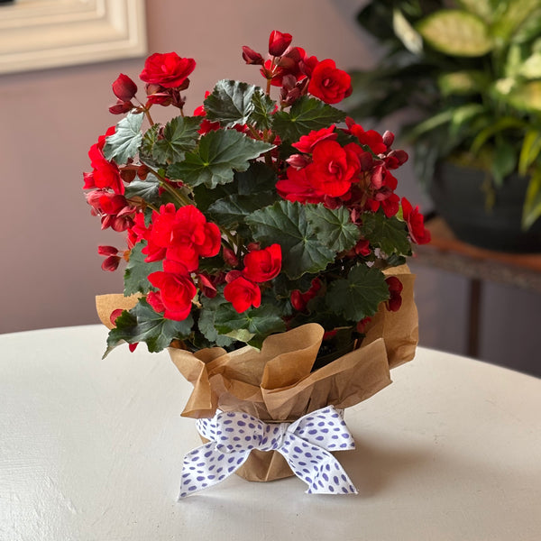 Bright Begonia