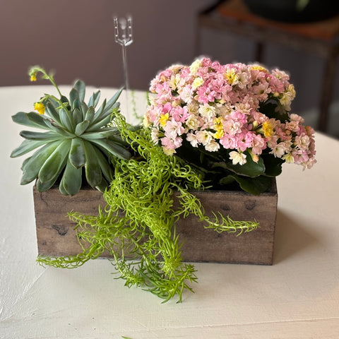 Succulent planter