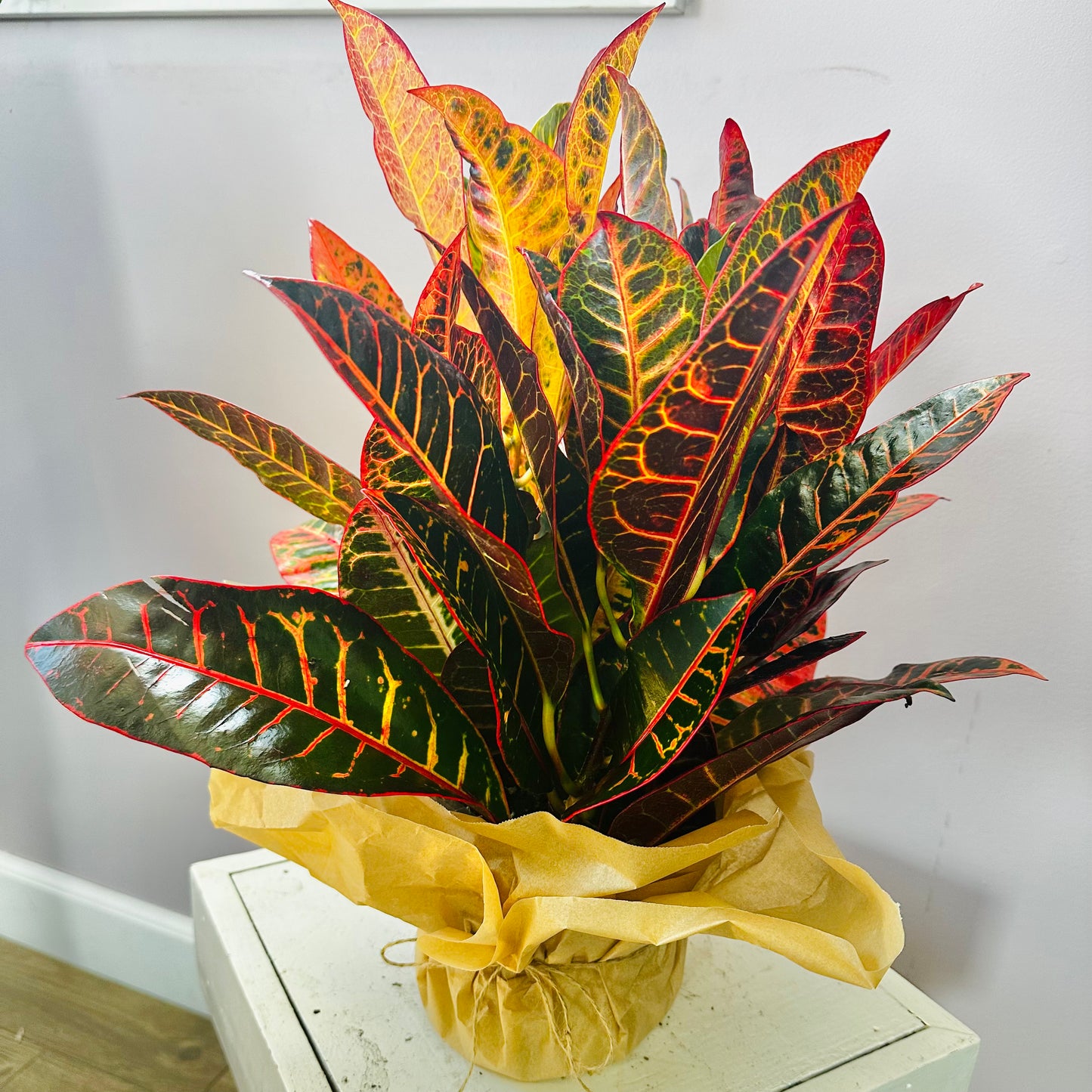 Fall Potted Croton