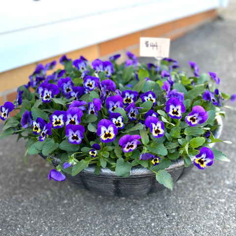 Pansy Bowl