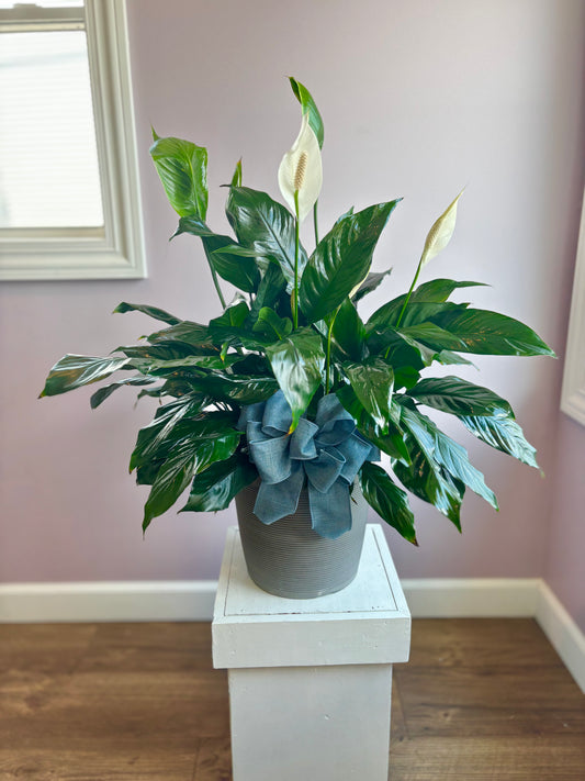 Peace Lily