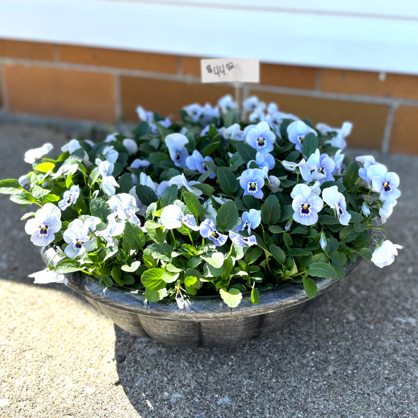 Pansy Bowl