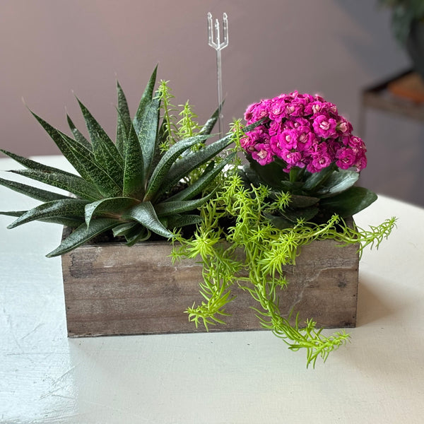 Succulent planter