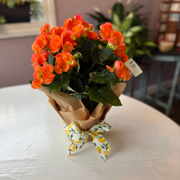 Bright Begonia