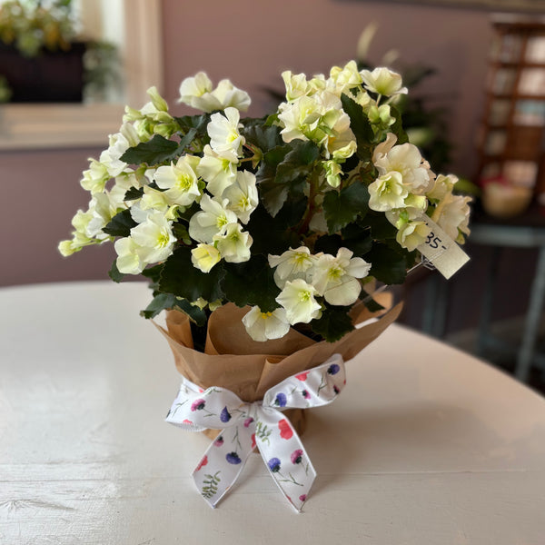 Bright Begonia