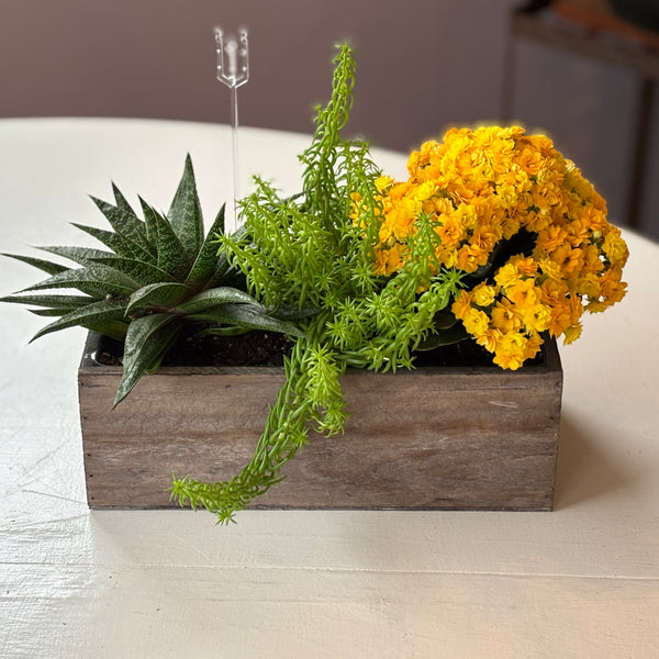 Succulent planter