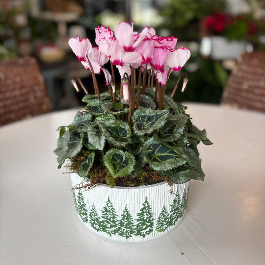 Blooming Cyclamen Planter