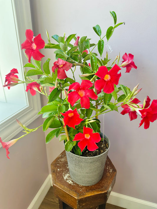 Mandevilla