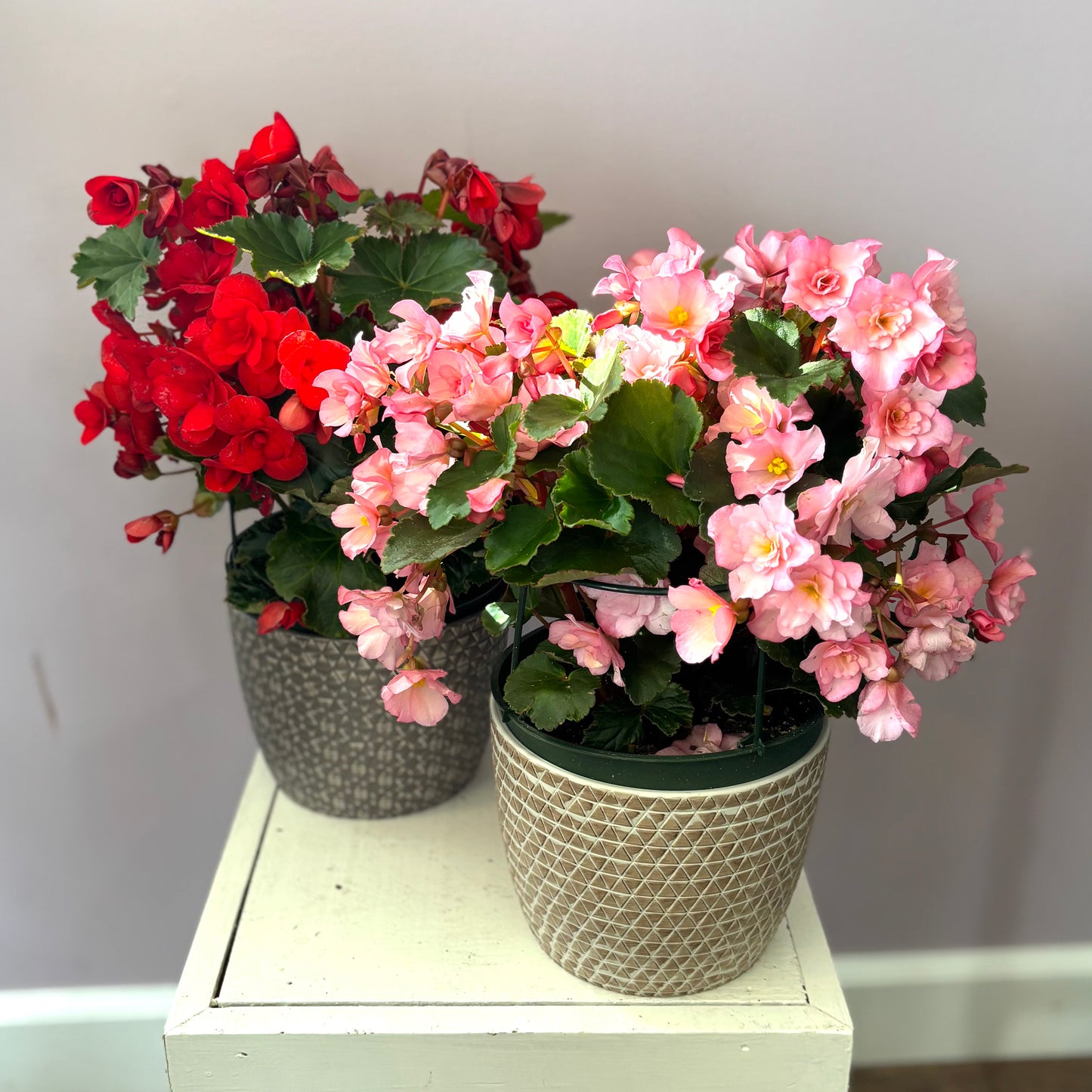 Bright Begonia
