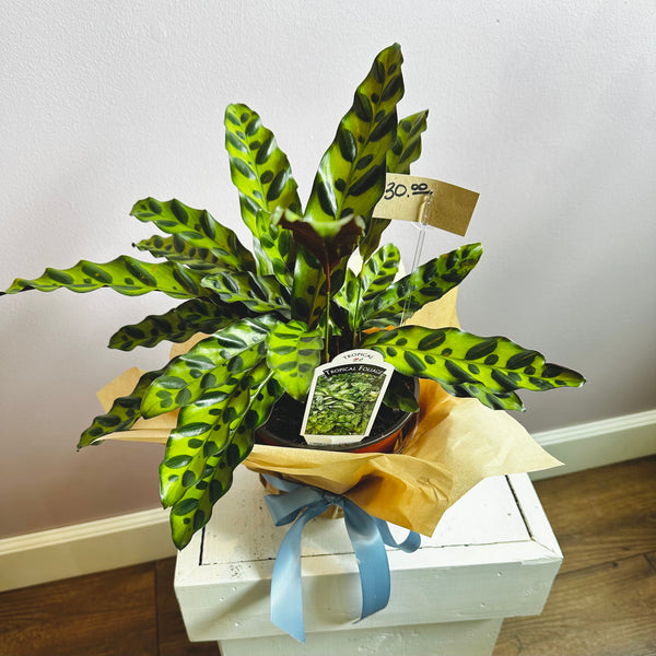 Calathea plant