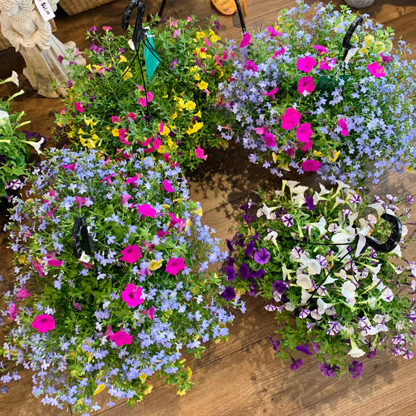 Annual Hanging Basket