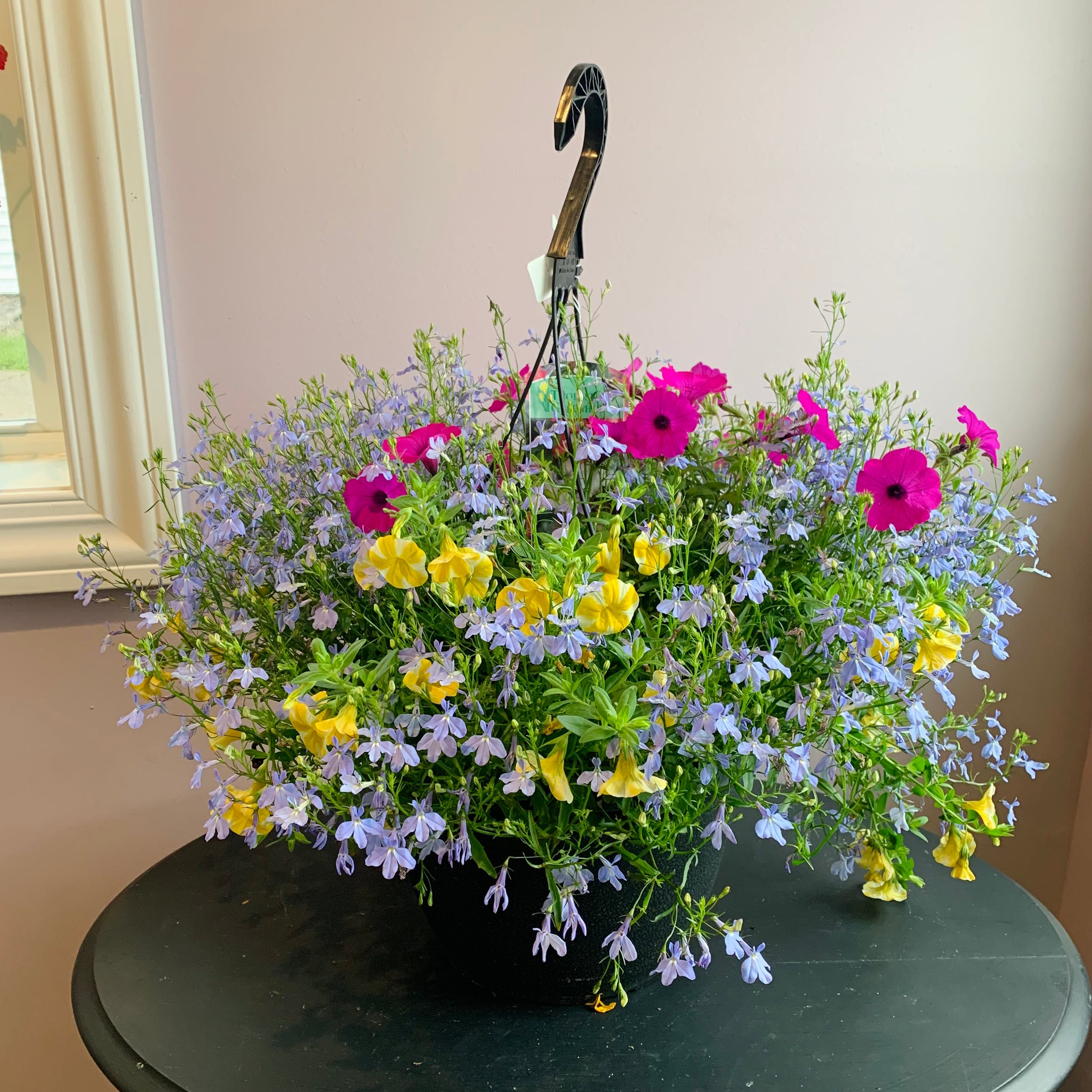 Annual Hanging Basket