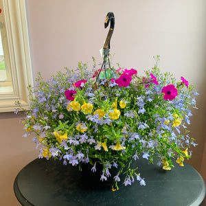 Annual Hanging Basket