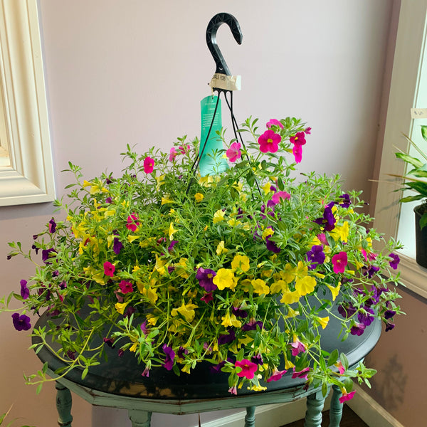 Annual Hanging Basket