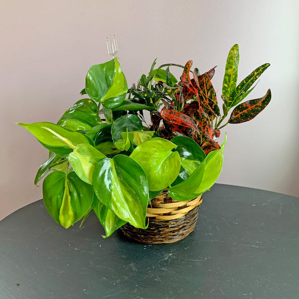 Dish Garden
