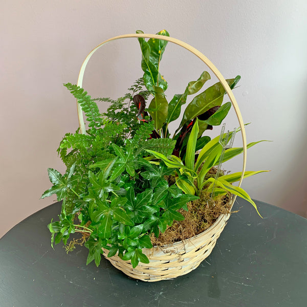 Dish Garden