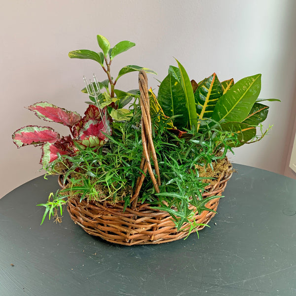 Dish Garden