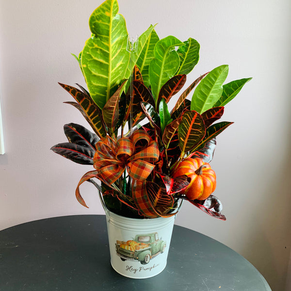 Fall Potted Croton