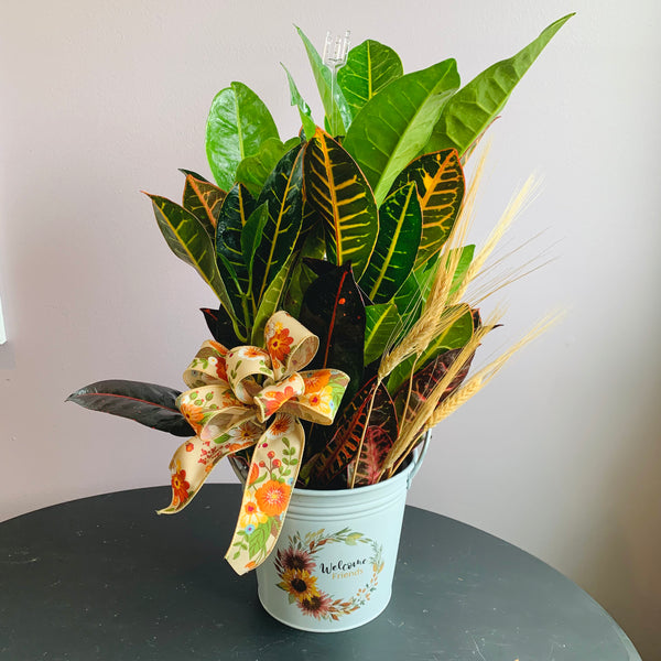 Fall Potted Croton