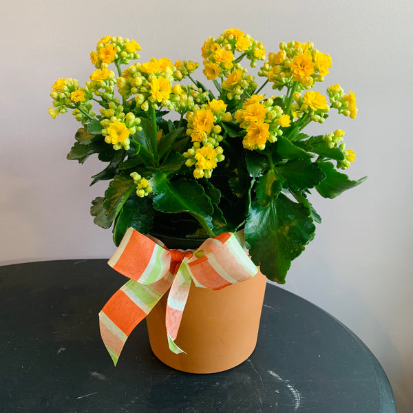 Flowering Kalanchoe