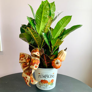 Fall Potted Croton