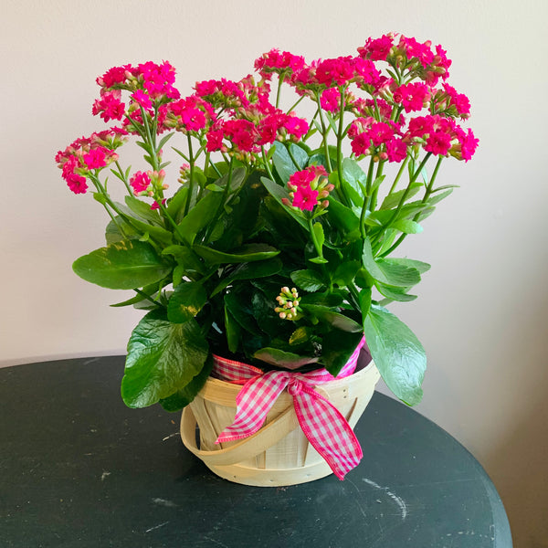 Flowering Kalanchoe
